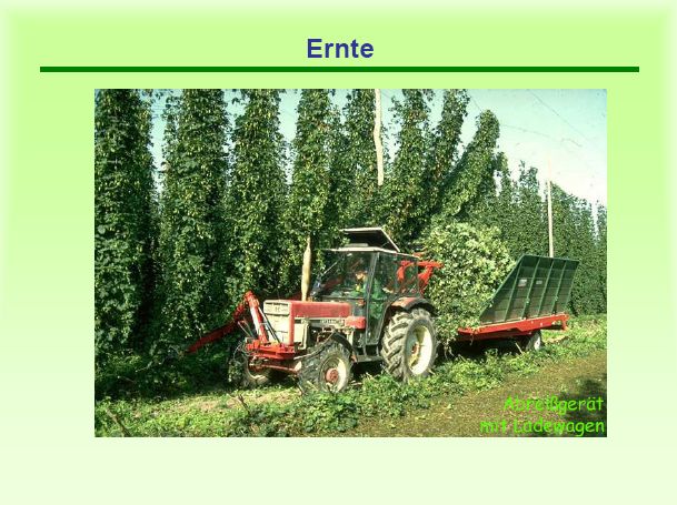 Ernte-Abreißgerät