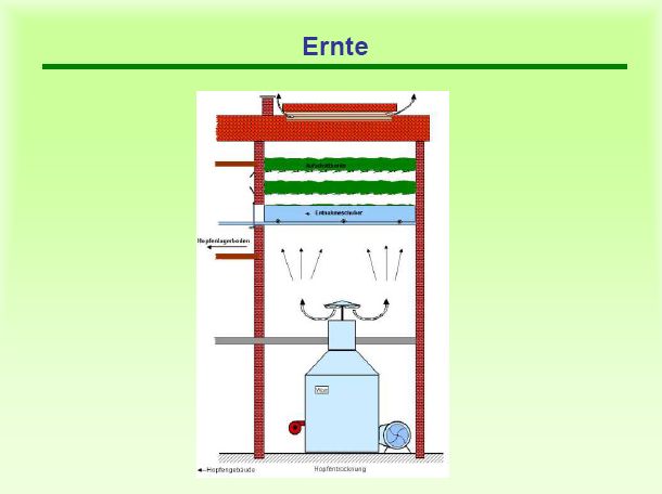 Ernte-Hopfentrocknung