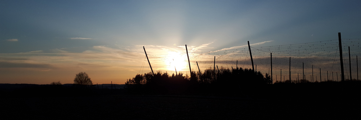 Slider 2020 Hopfengarten Abendstimmung