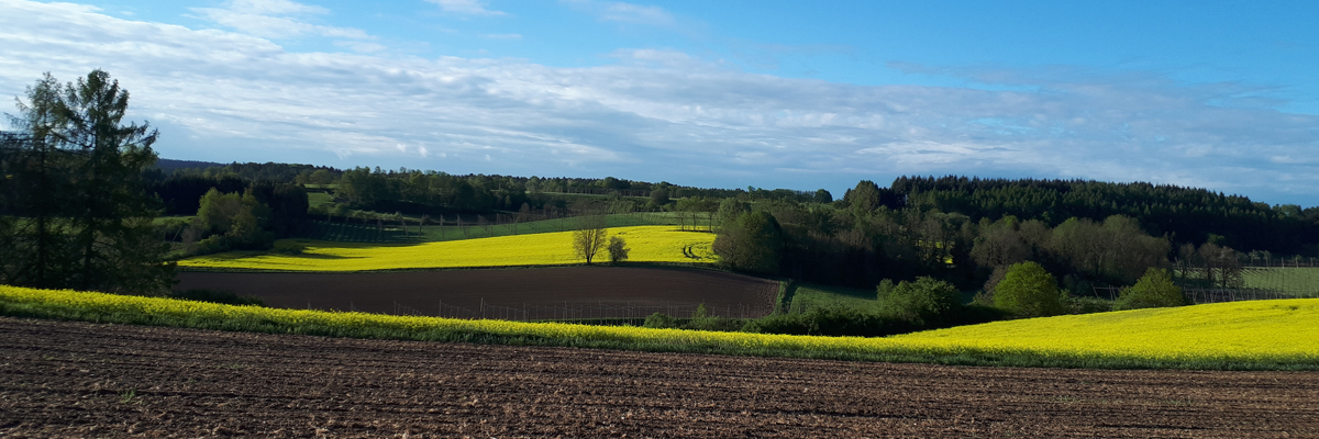 Slider 2020 Landschaft mit Rapsfelder