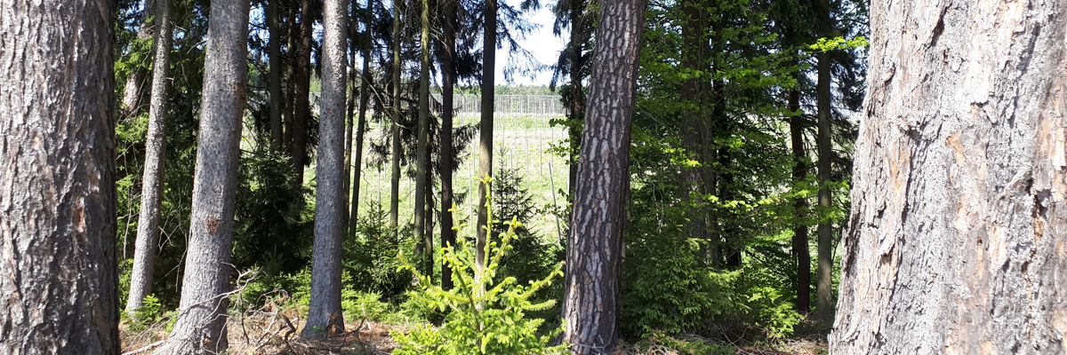 Slider 2020 Wald mit Hopfengarten im Hintergrund